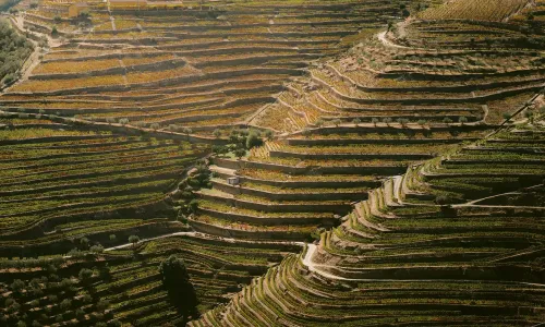 Τι σημαίνει terroir στην πράξη και όχι στη θεωρία