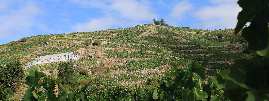 M. CHAPOUTIER Back Vintage 2026 M. CHAPOUTIER Back Vintage 2026