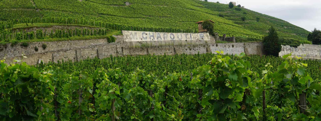 Chapoutier Primeurs 2025 Εξασφαλίστε τη θέση σας