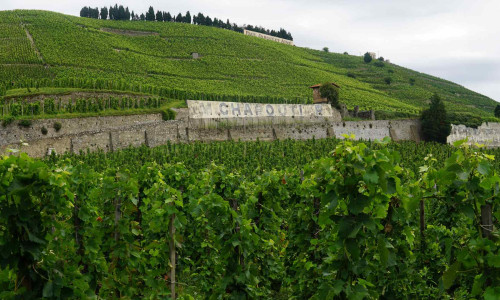 Chapoutier Primeurs 2025 Εξασφαλίστε τη θέση σας